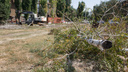 В Волгограде на шоссе Авиаторов загубили тысячу молодых деревьев