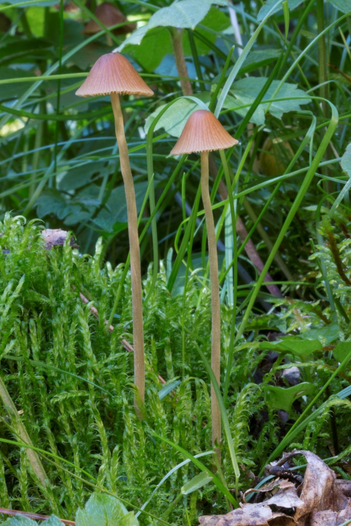 Еще один новый гриб — Фолиотина длинноногая