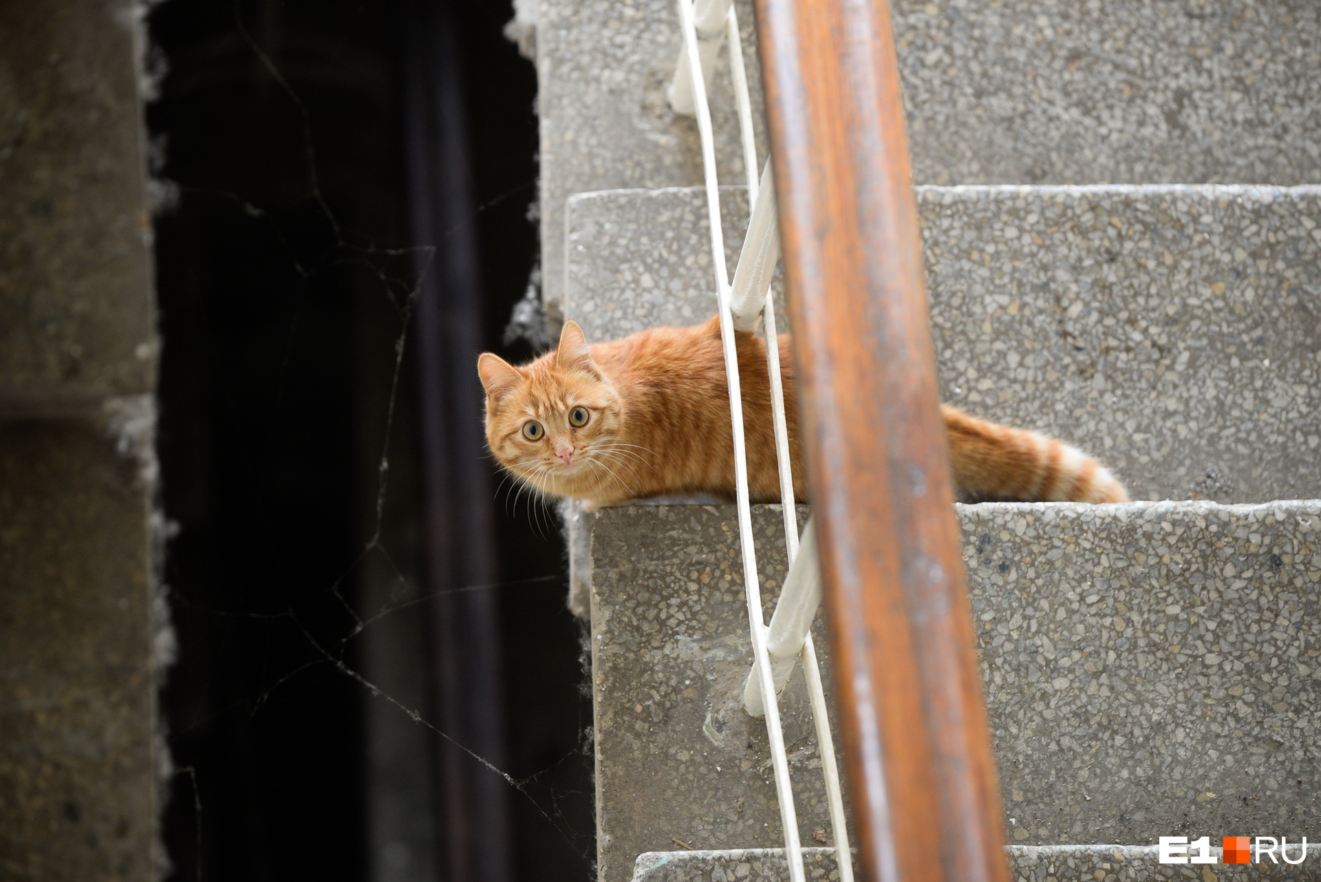 Гости в этом здании сейчас бывают редко, поэтому кошка с любопытством разглядывает чужих людей
