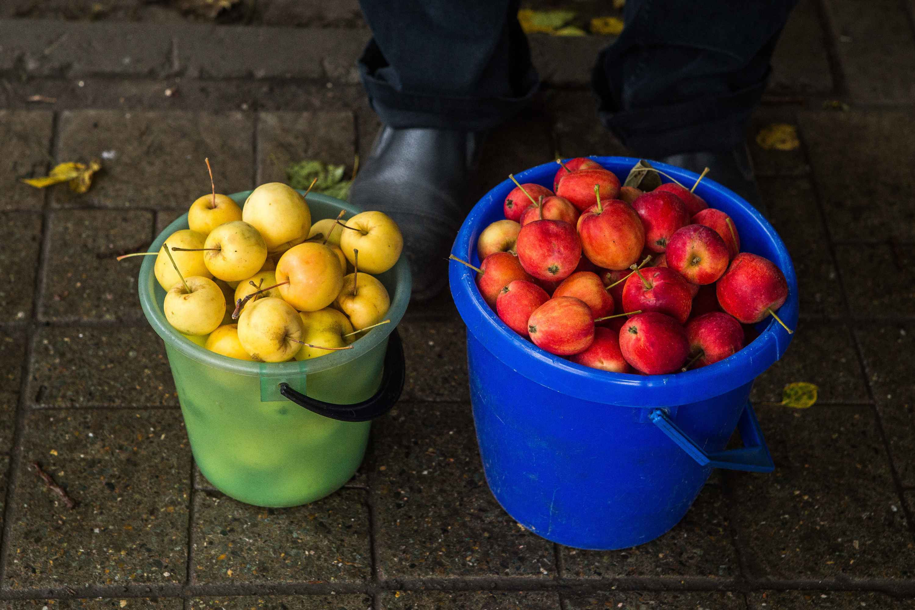 Домашние яблоки пригодятся и в компоте, и в повидле, и в настойке