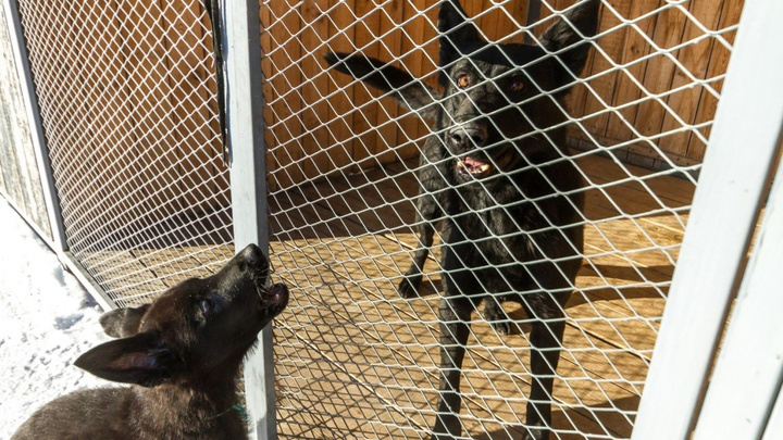 «Люкс Вода» за миллион для кошек и собак: в расходах «Горэкоцентра» нашли нарушения