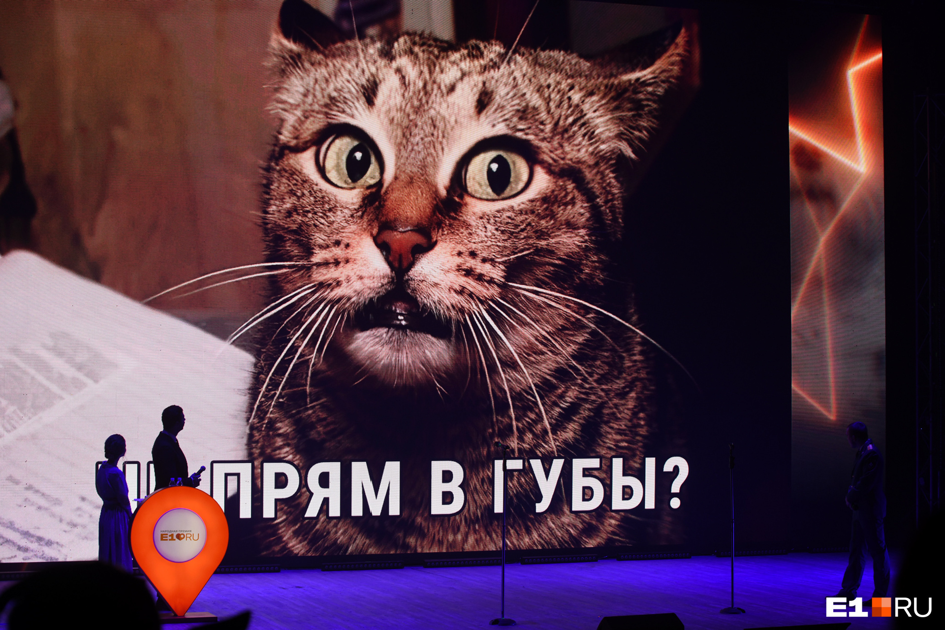Как отреагировала кошачья общественность на подвиг Михаила