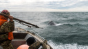 Слава Степанов стал свидетелем китовой охоты в Беринговом море: 10 кадров, как это было
