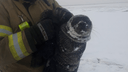 В Северодвинске спасатели помогли детёнышу тюленя добраться до воды