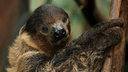Видео с ленивцами из Новосибирского зоопарка ускорили в два раза. Они всё равно медленные