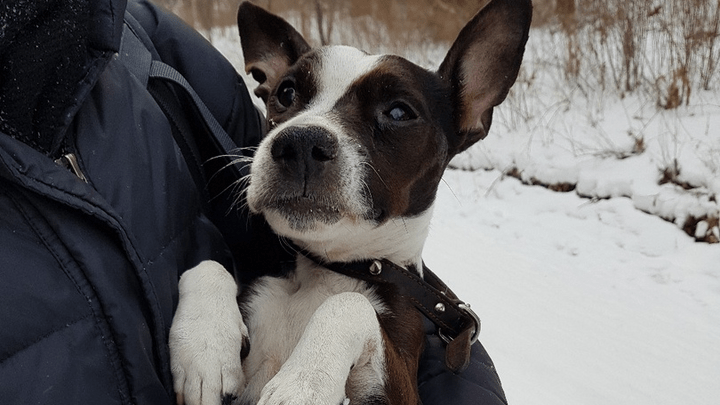 Замерзшую слепую собаку оставили на «Столбах»: теперь ей ищут нового хозяина