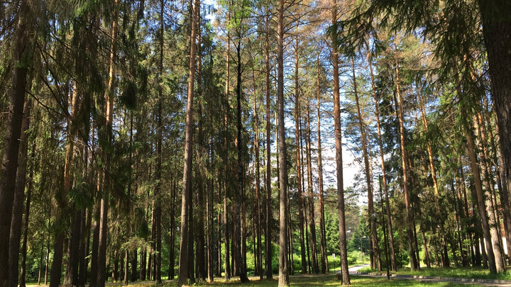 Объявили сбор волонтеров: под Краснокамском в лесу пропала 84-летняя пенсионерка