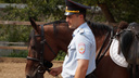Буденновской породы: самарская полиция возьмёт в прокат племенных лошадей