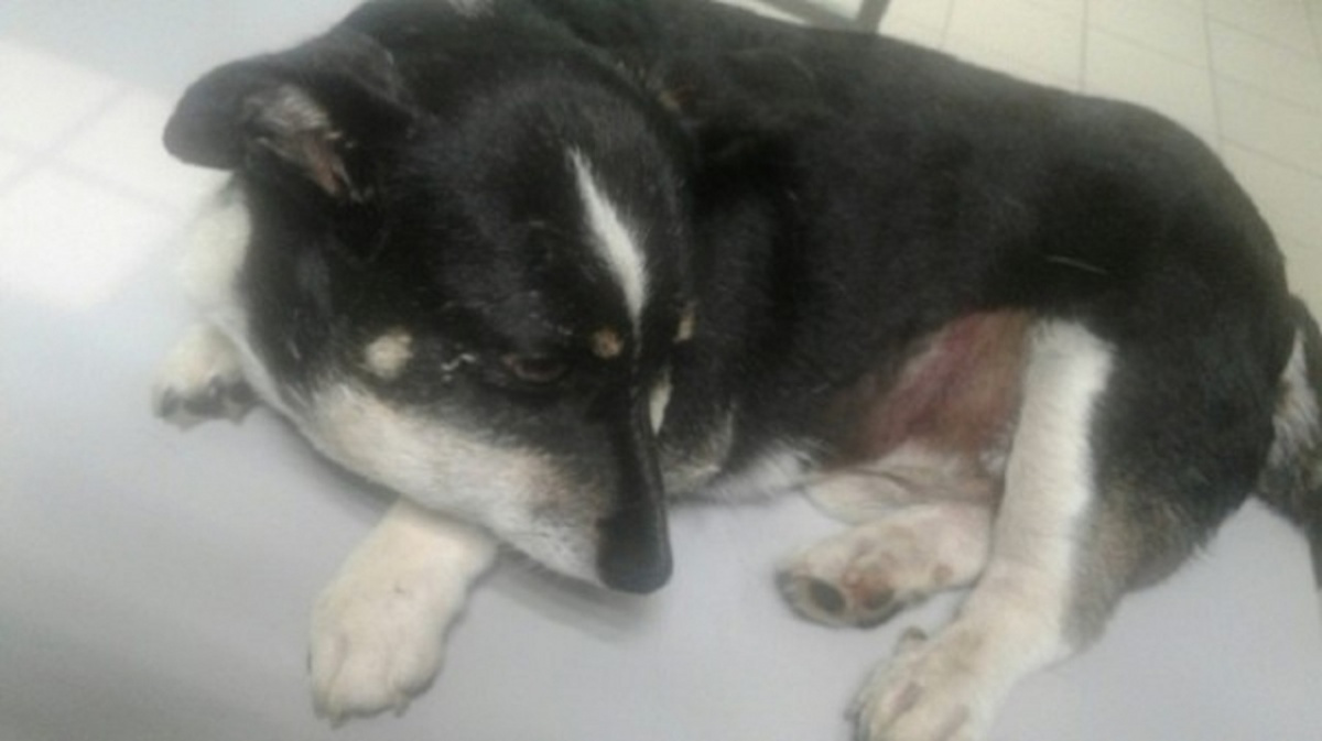 Пёс Басик. По словам зоозащитников, над ним издевались бездомные. В ветклинике у Басика обнаружили заражение крови, несколько пулевых ранений, поврежденный кишечник. Также у собаки был оторван хвост