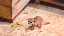 Пугливый малыш: в Ростовском зоопарке родился сурикат