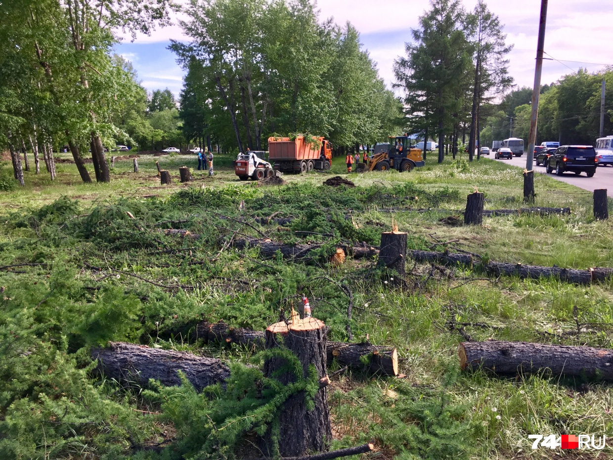 Около 130 деревьев там снесли очень быстро