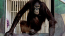 В Новосибирский зоопарк переехала обезьяна-художник по имени Мишель