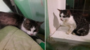 «Скелеты, обтянутые кожей»: в Архангельске волонтеры спасли 7 кошек из заваленной мусором квартиры
