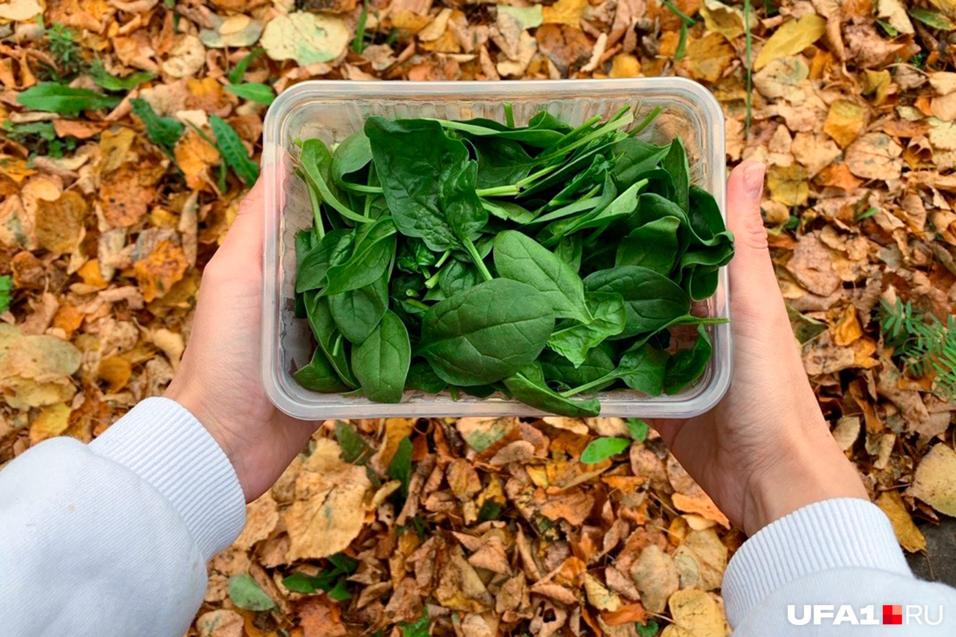 В 100 г листьев шпината — всего 23 калории. То, что нужно, если следишь за своим весом
