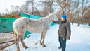 Ростовчанин обнаружил на левом берегу Дона лошадь и требует зоозащитников ее забрать