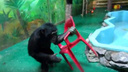 Шимпанзе Люся устроила разборки с розовым стулом в новосибирском зоопарке