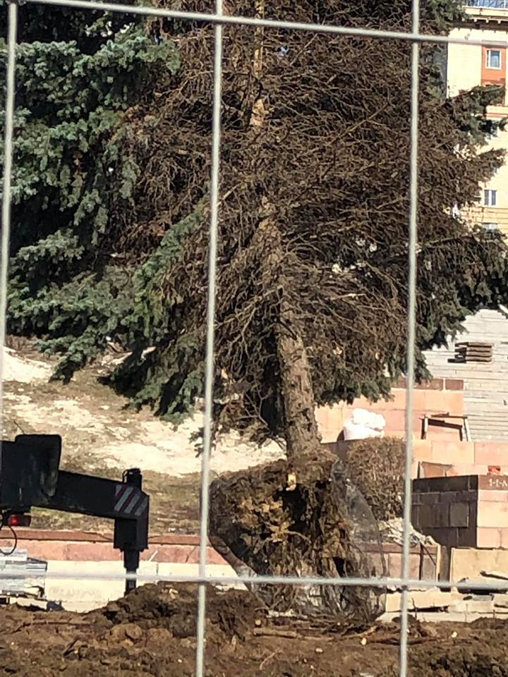 — Корни совершенно голые, земля осыпалась, сетка порвалась — Корни совершенно голые, земля осыпалась, сетка порвалась