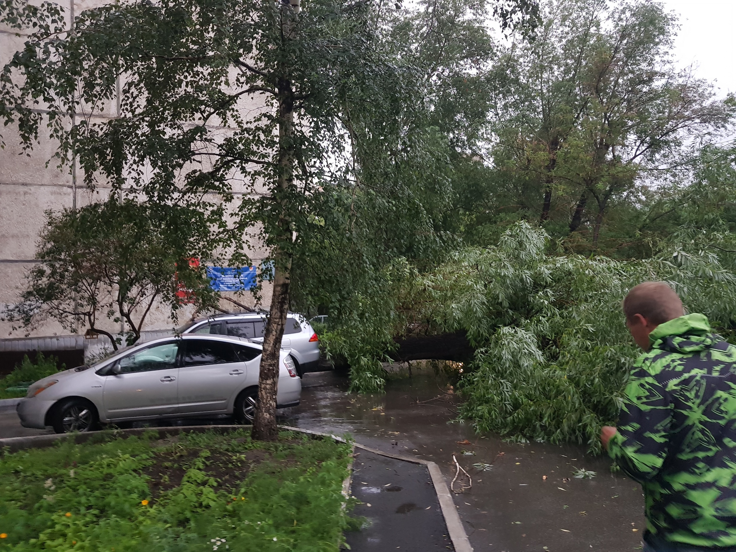 Сегодня ветер и дождь валили деревья в Челябинске