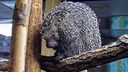 В Новосибирском зоопарке поселились необычные дикобразы с большими носами