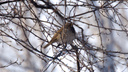 Фото: в дендропарке заметили редкую для Новосибирска маленькую птицу
