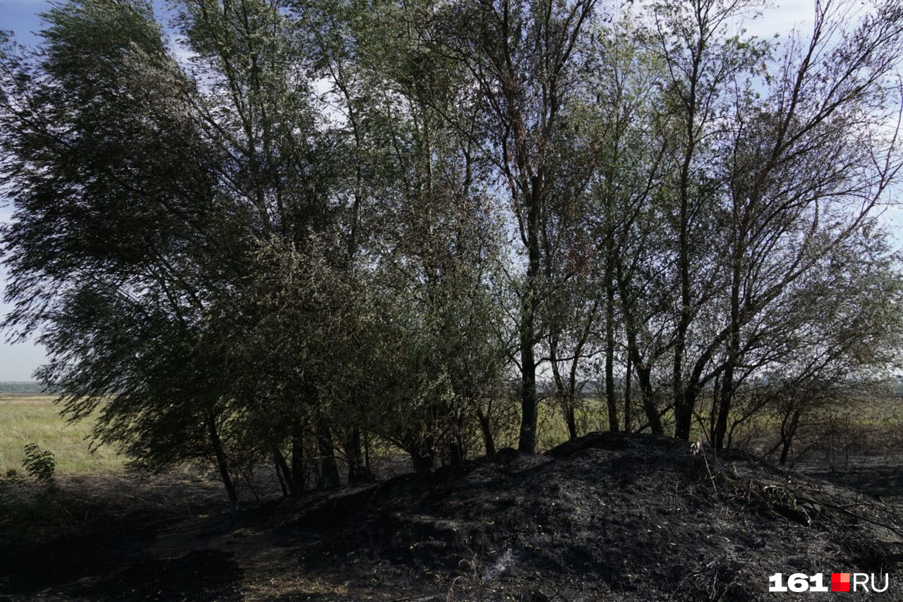 Горели деревья и трава Горели деревья и трава