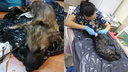 «Сутки керосином отмывали»: ветеринары спасли щенков, которые завязли в гудроне