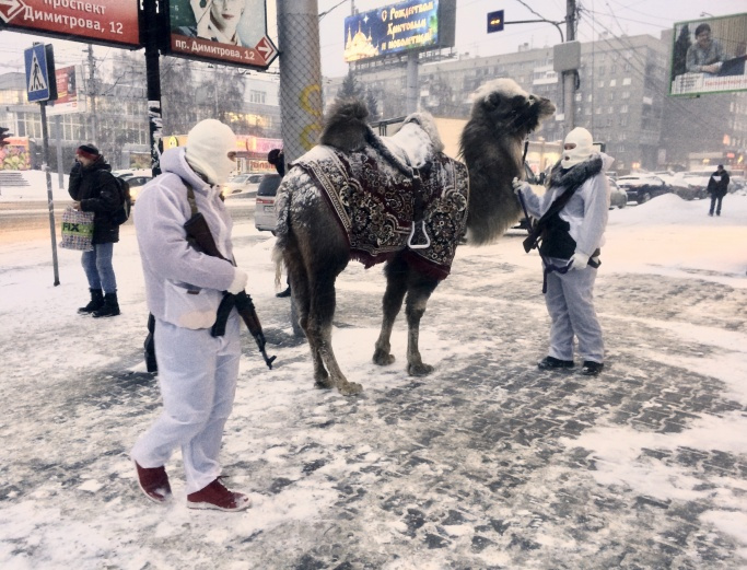 Верблюда с сопровождающими заметили в Железнодорожном районе