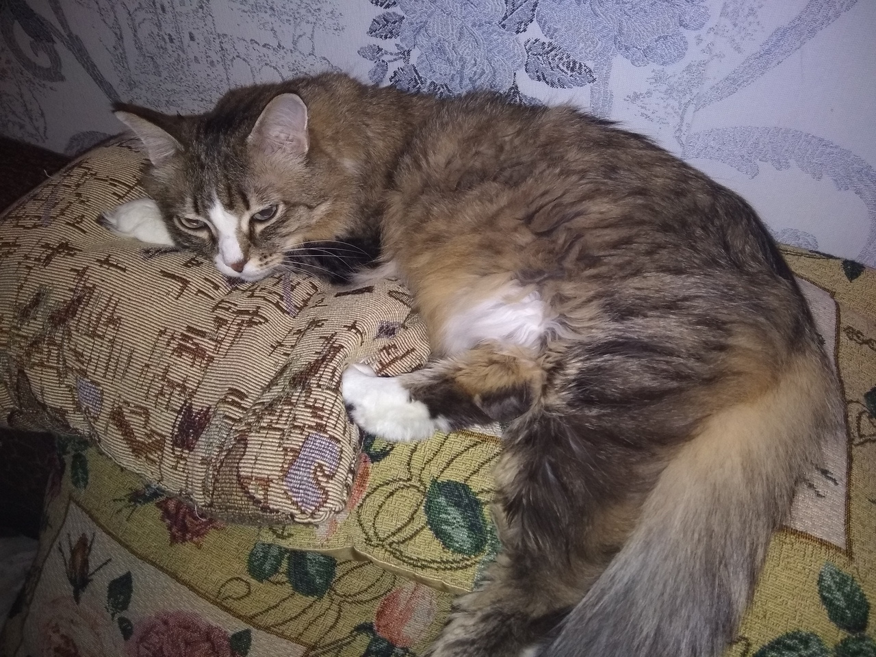 Сибирскому коту Баксу уже 14 лет — Виктория взяла его домой, когда ему было только 2 месяца Сибирскому коту Баксу уже 14 лет — Виктория взяла его домой, когда ему было только 2 месяца