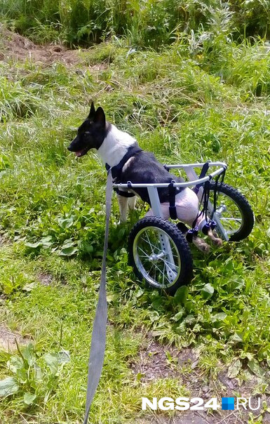 Чтобы пес мог передвигаться, ему подобрали специальную колясочку