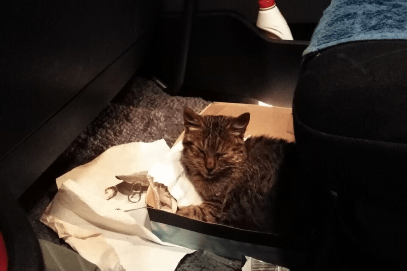 Александр положил котика в коробку на коврик перед пассажирским сиденьем