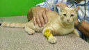 Новосибирские ветеринары спасли рыжего кота Иннокентия, который проглотил рыболовный крючок