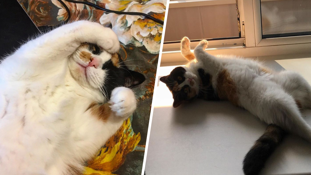 Кошка Зина очень любит позировать<br><br> Кошка Зина очень любит позировать<br><br>