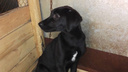 Двое новосибирцев привезли щенка в приют и протащили зоозащитницу на двери «Газели»