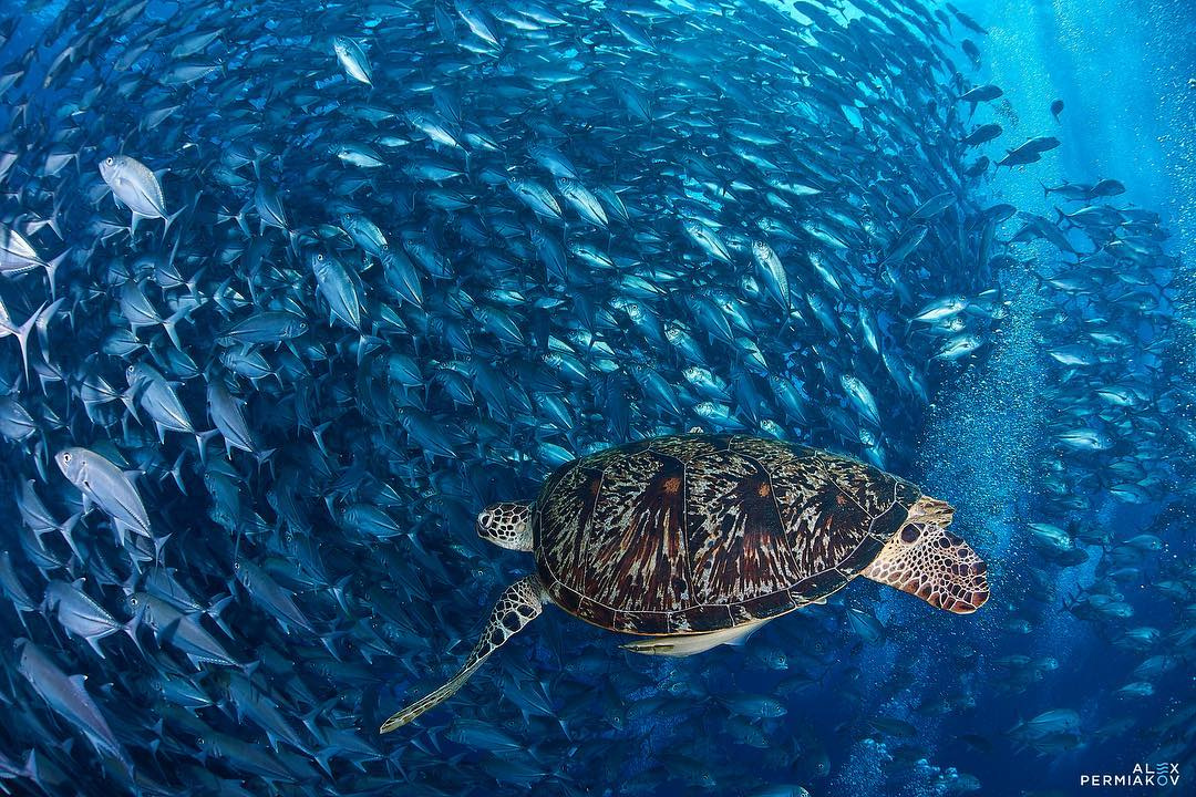 Если повезёт, дайверы на Филиппинах смогут увидеть стаю больших черепах