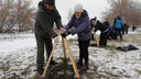 Новосибирцы высадили 2500 кедров в Кировском районе