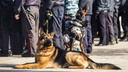 Новосибирская полиция заказала сухой корм для собак на 2,5 миллиона