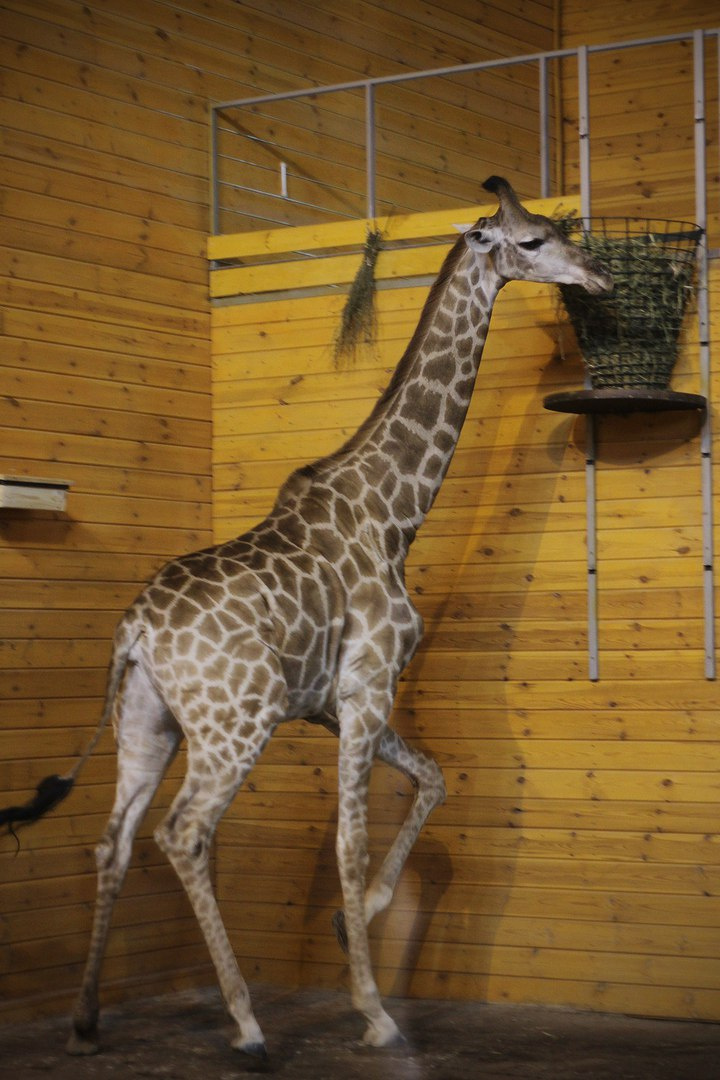 Радуга выросла в большую, красивую жирафу