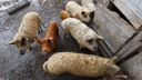В Волгоградской области запретили разводить и продавать свиней