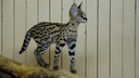 Новосибирский зоопарк покупает ушастого кота за 180 тысяч