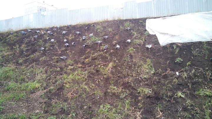 Стая голубей в «Солнечном» склевала высаженный к лету газон