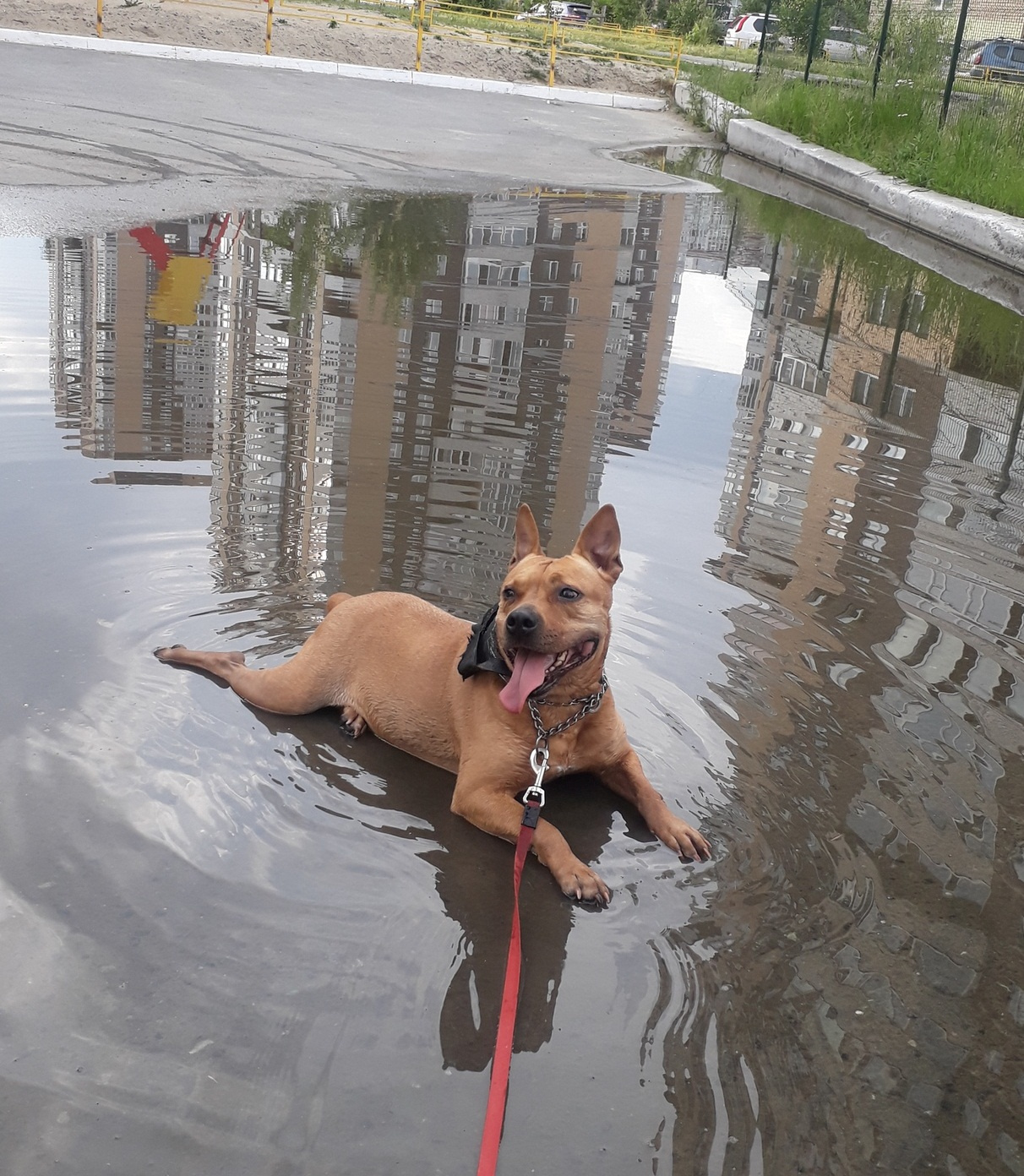 Вода — еще одна страсть Руны. И не важно, что вода эта в луже