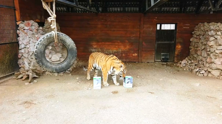 «Второй тур»: тигр из зоопарка предсказал нового президента Украины по кускам мяса