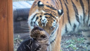 Все любят котиков: в ростовском зоопарке тигрица подружилась с котом. И это не первый случай