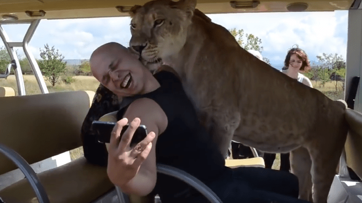Просится на ручки: туристы сняли на видео, как челябинская львица катается на автобусе