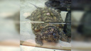 В океанариум привезли огромную и злую черепаху Матильду