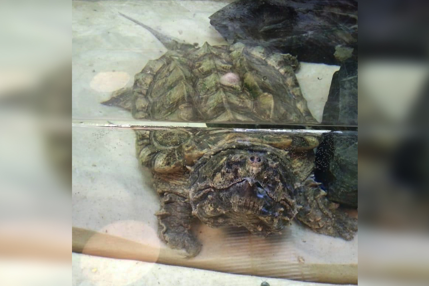 В новосибирский океанариум привезли огромную грифовую черепаху в мае 2019  года - 28 мая 2019 - НГС