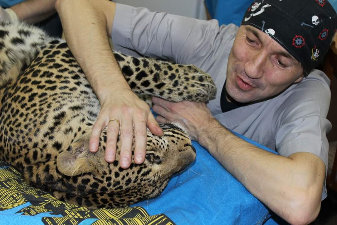 На этом фото ветеринар Вячеслав Тебеньков с леопардом, которому несколько лет назад удалил большую опухоль и тем самым продлил жизнь