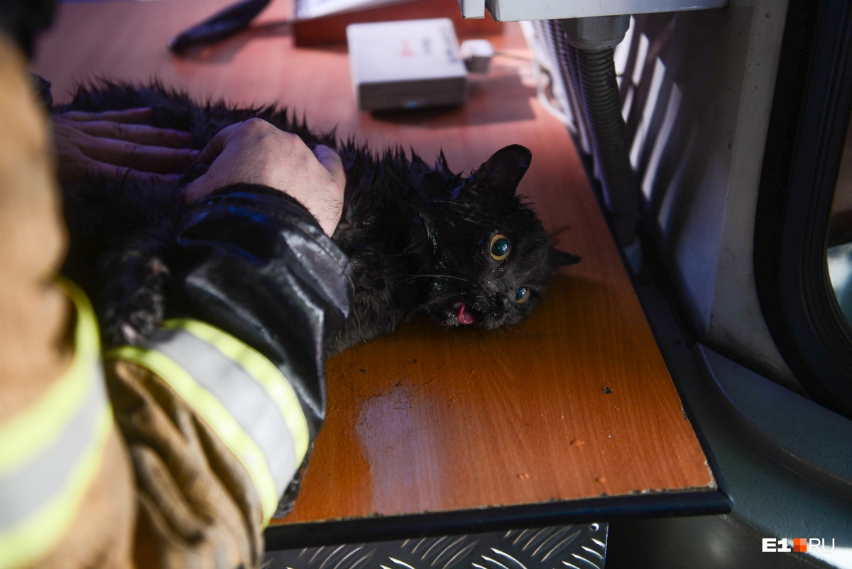 Когда кота вынесли с места пожара, он был без сознания