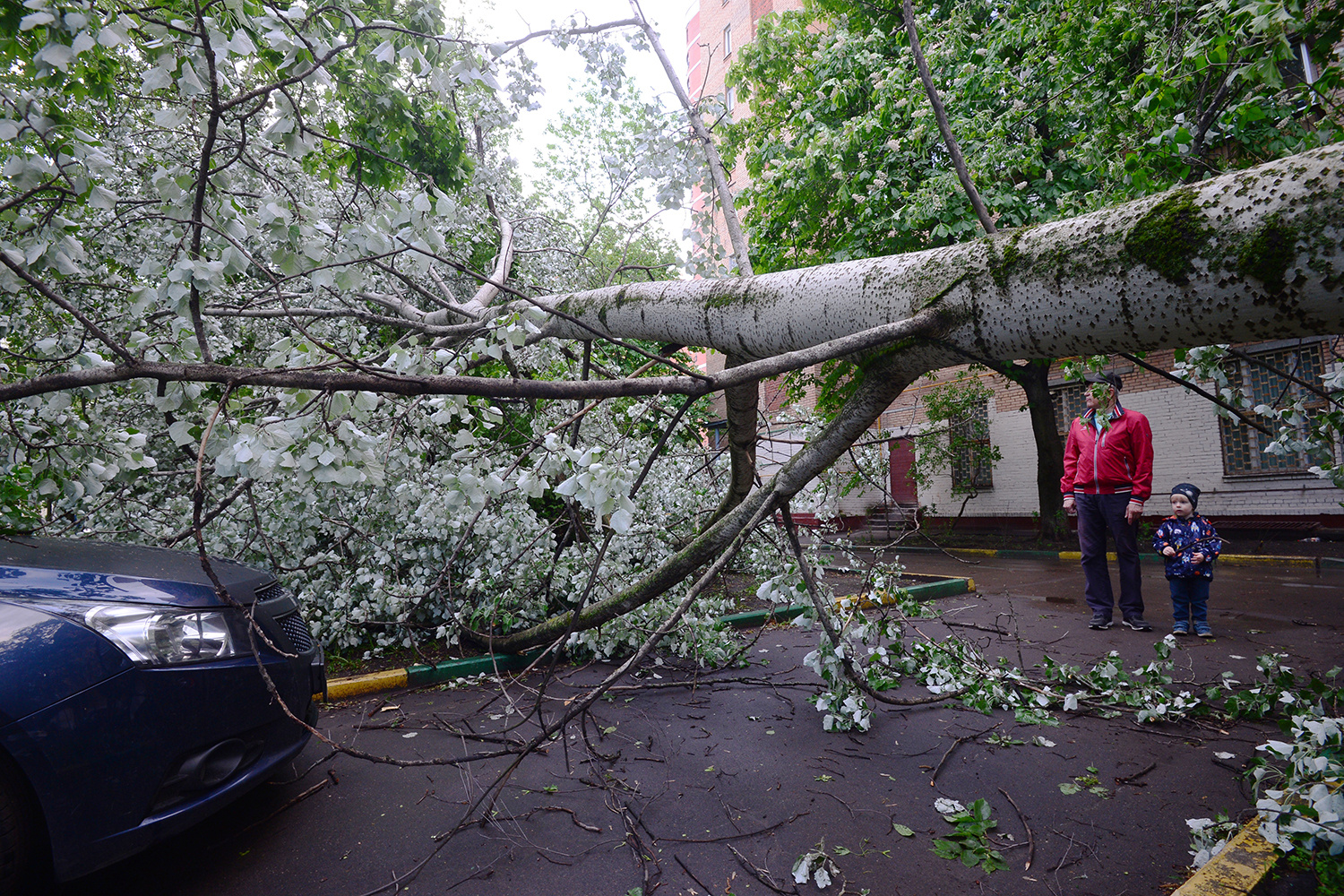 Упавшие деревья во время урагана в Москве