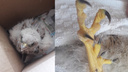 Под Новосибирском нашли сокола-мутанта — его спасают волонтёры